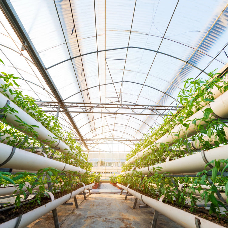 Policarbonato Alveolare 16 mm Trasparente